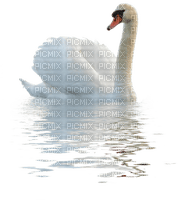 cisne  blanco dubravka4 - Free PNG