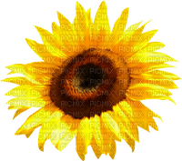 Sunflower.Brown.Yellow - бесплатно png