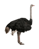 Kaz_Creations Ostrich  Birds Bird - png ฟรี