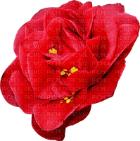 blomma--flower--red--röd - Free PNG