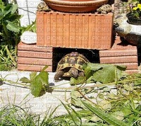 Schildkröte - ingyenes png