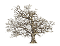 Tree arbre albero baum дерево ROSALIA73 - png gratis