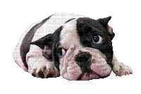 Bulldog Puppy - 免费动画 GIF
