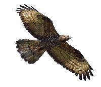 hawk katrin - 免费动画 GIF