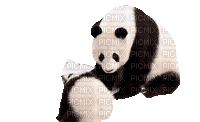 panda - GIF animé gratuit