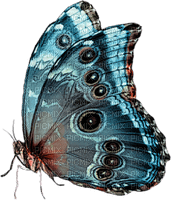 mariposa - besplatni png