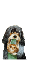 dog - Δωρεάν κινούμενο GIF