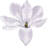 lila-flower-decoration - png gratis