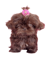 Dog Puppy Chien - PNG gratuit