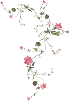 fleur rose.Cheyenne63