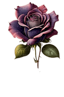 rose mauve - δωρεάν png
