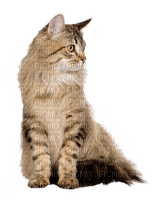 MMarcia gato chat cat - darmowe png