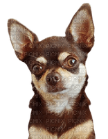Chihuahua - png gratis