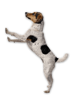 Kaz_Creations Animals Dogs Dog Pup - Free PNG