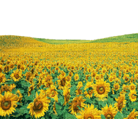 sunflower field champ de tournesol - Free PNG