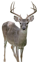 ciervo - darmowe png