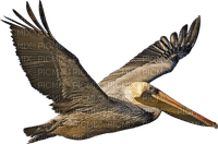 Pelican-RM - Free PNG