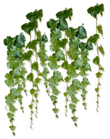 green leaves - kostenlos png