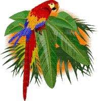 Parrot birds bp - Gratis animeret GIF