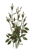 rosier blanc web charmille - Bezmaksas animēts GIF