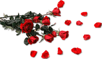 red roses petals - 免费PNG