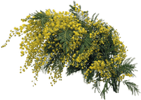Yellow flowers 3 - nemokama png