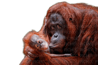 orangutan milla1959 - PNG gratuit