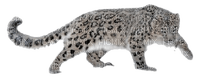snow leopard bp - 免费PNG