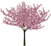 Cherry Tree - nemokama png