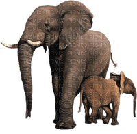 Kaz_Creations Elephants Elephant - png gratuito