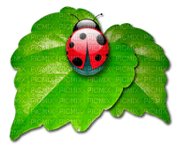 Y.A.M._Summer Flowers Decor ladybug - zdarma png
