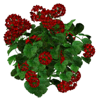 fleur, red,flower bed, garden, Adam64 - png gratuito