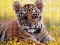 bebe tigre - 無料png
