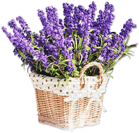 soave deco laventer flowers garden purple - png ฟรี