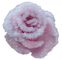 nbl-flower - 免费PNG