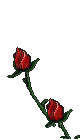 animated roses - Free animated GIF