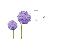 purple flowers Bb2 - δωρεάν png