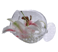 Lilie im Glas - Darmowy animowany GIF