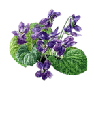 Veilchen, Blumen - бесплатно png