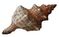 shellfish deco - GIF animado grátis