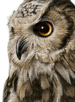 Eule, Owl, - безплатен png