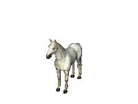 horse white gif - GIF animé gratuit