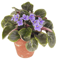Bloemen en planten - zdarma png