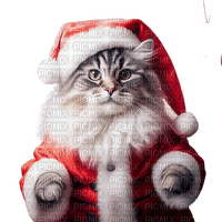Chat Père Noël - png gratis