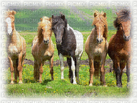 pferde - 免费动画 GIF