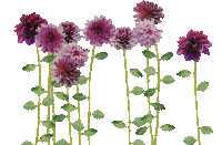 Flower, Flowers, Deco, Decoration, Pink - Jitter.Bug.Girl - GIF animate gratis
