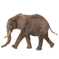 elephant bp - Nemokamas animacinis gif