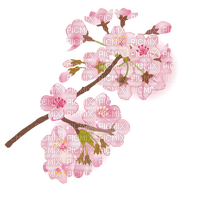Branch pink flowers cherry blossom - zdarma png