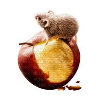 Maus auf Apfel - zdarma png
