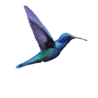 hummingbird - Nemokamas animacinis gif
